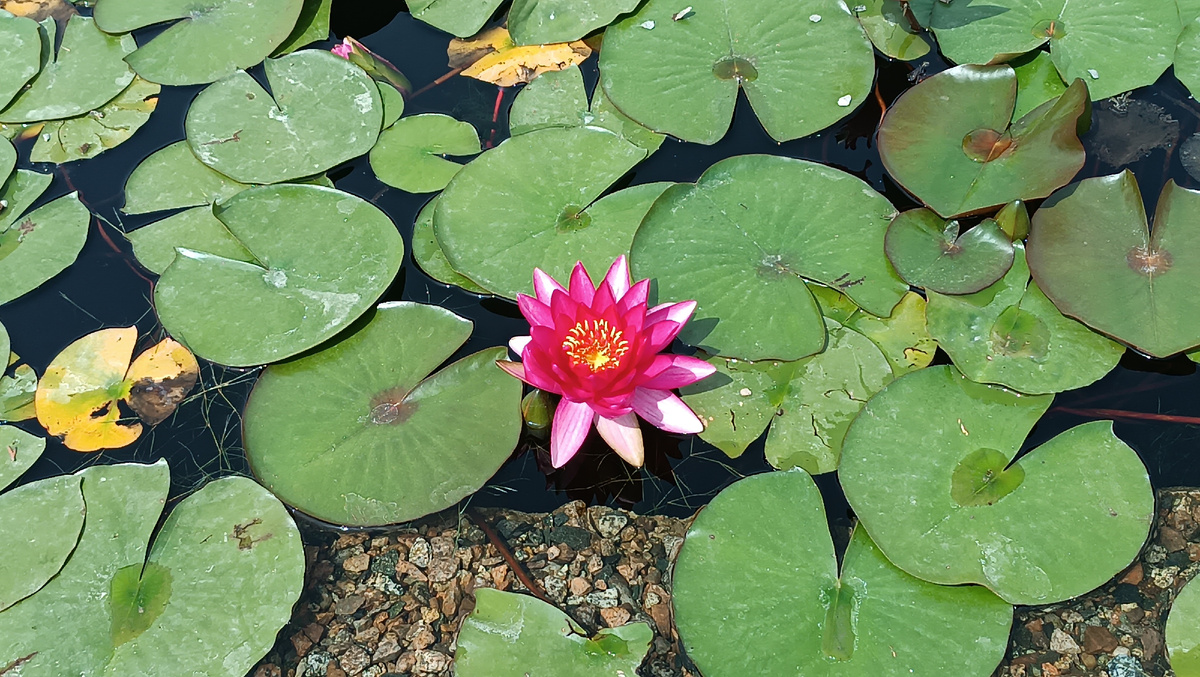 водоемы с кувшинками. фото автора канала.