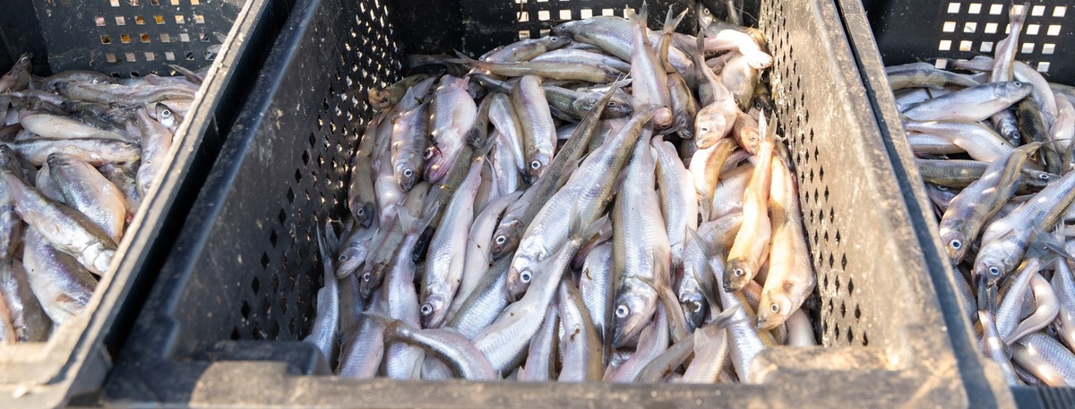    Автор фото: Михаил Тихонов / "ДП"