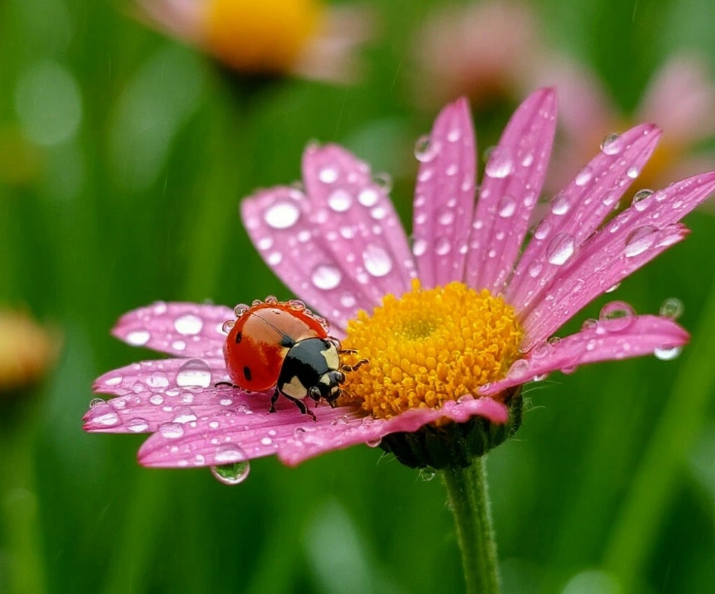 Божья коровка, защитница от тли