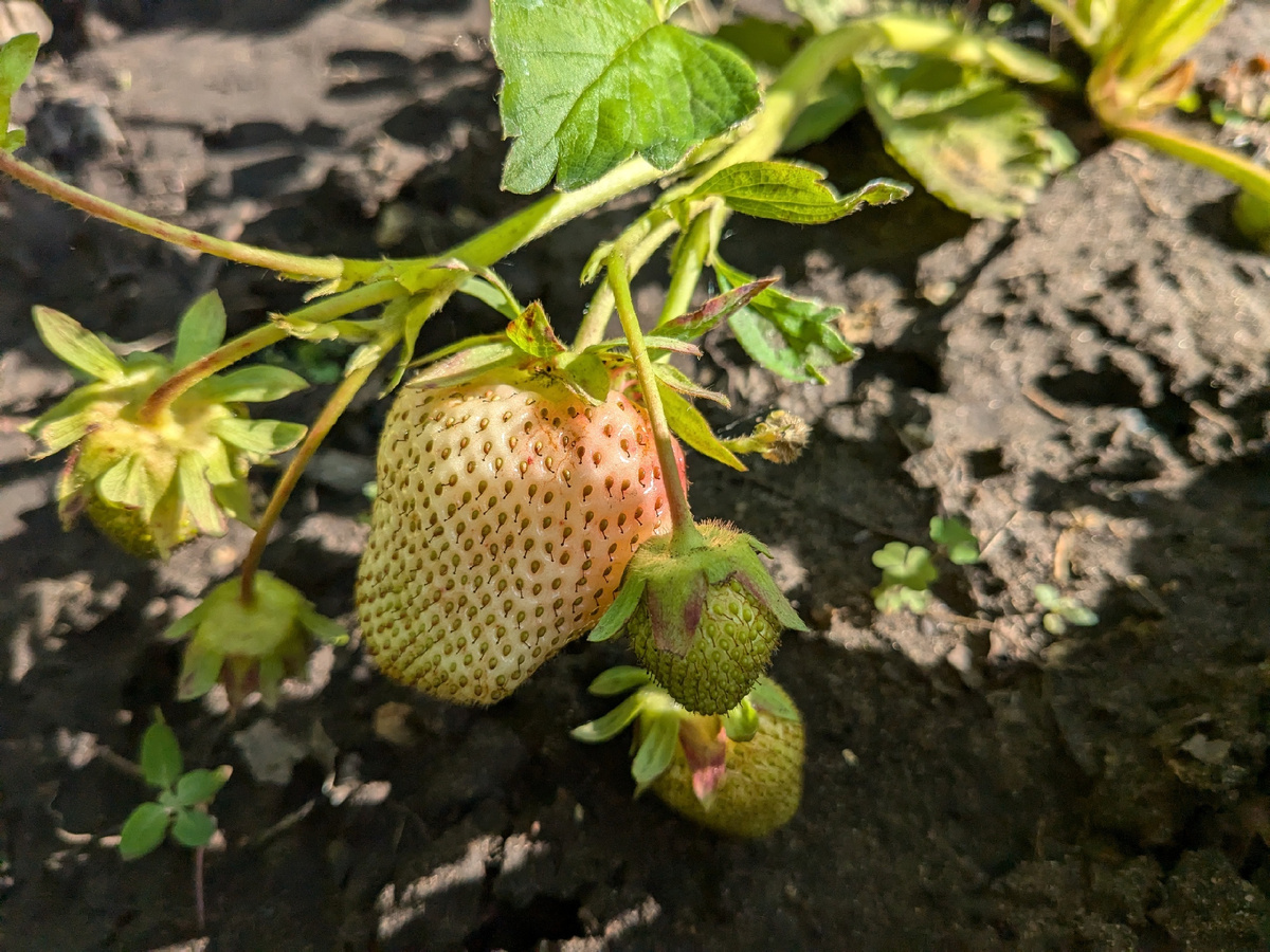Первые ягоды уже продегустированы