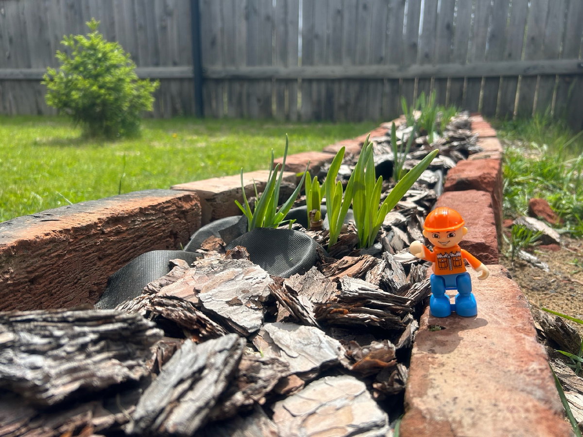 Фермер в рыжей кепке проверяет всходы нарциссов, посаженных в малоуходный цветник