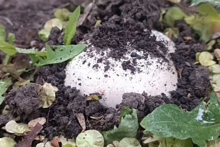    Фото Сергея Крысина