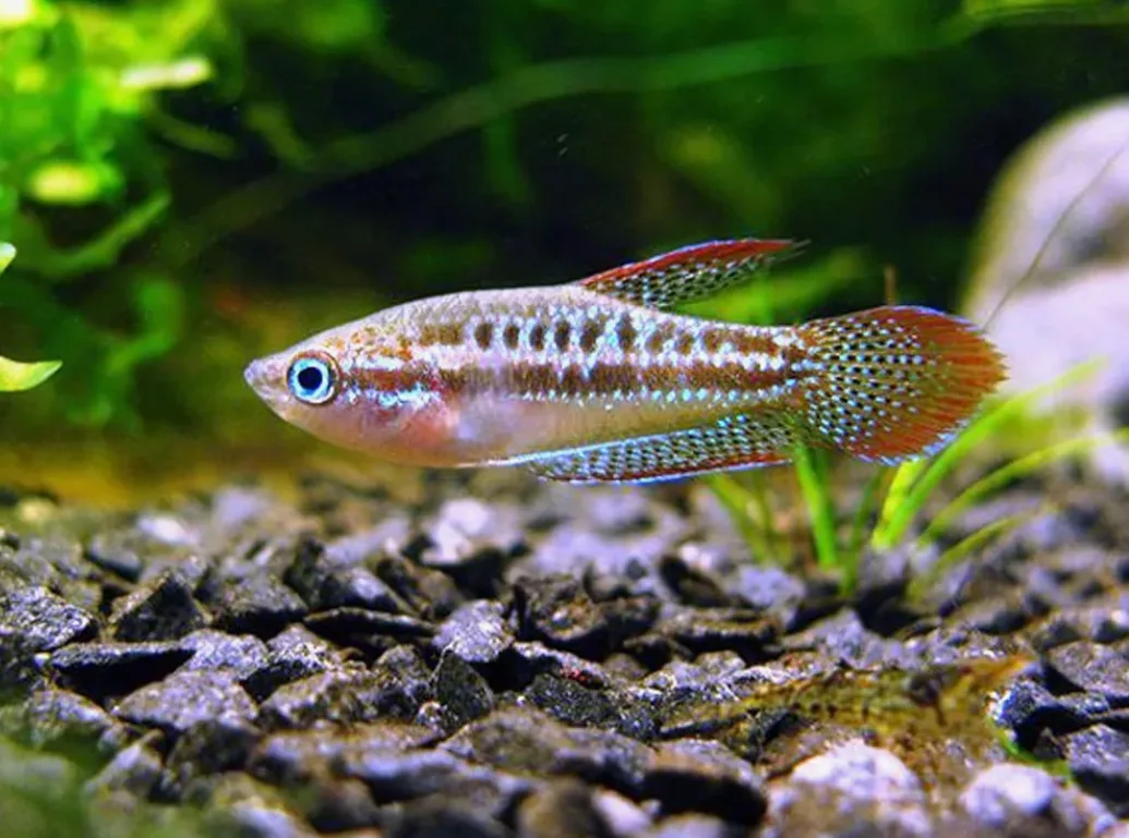 Вот такие карликовые гурами. Мои фавориты на сегодня, очень интересно за ними наблюдать да и иной раз услышать их звуки.