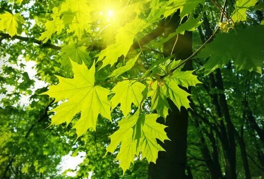 Листья клёна.