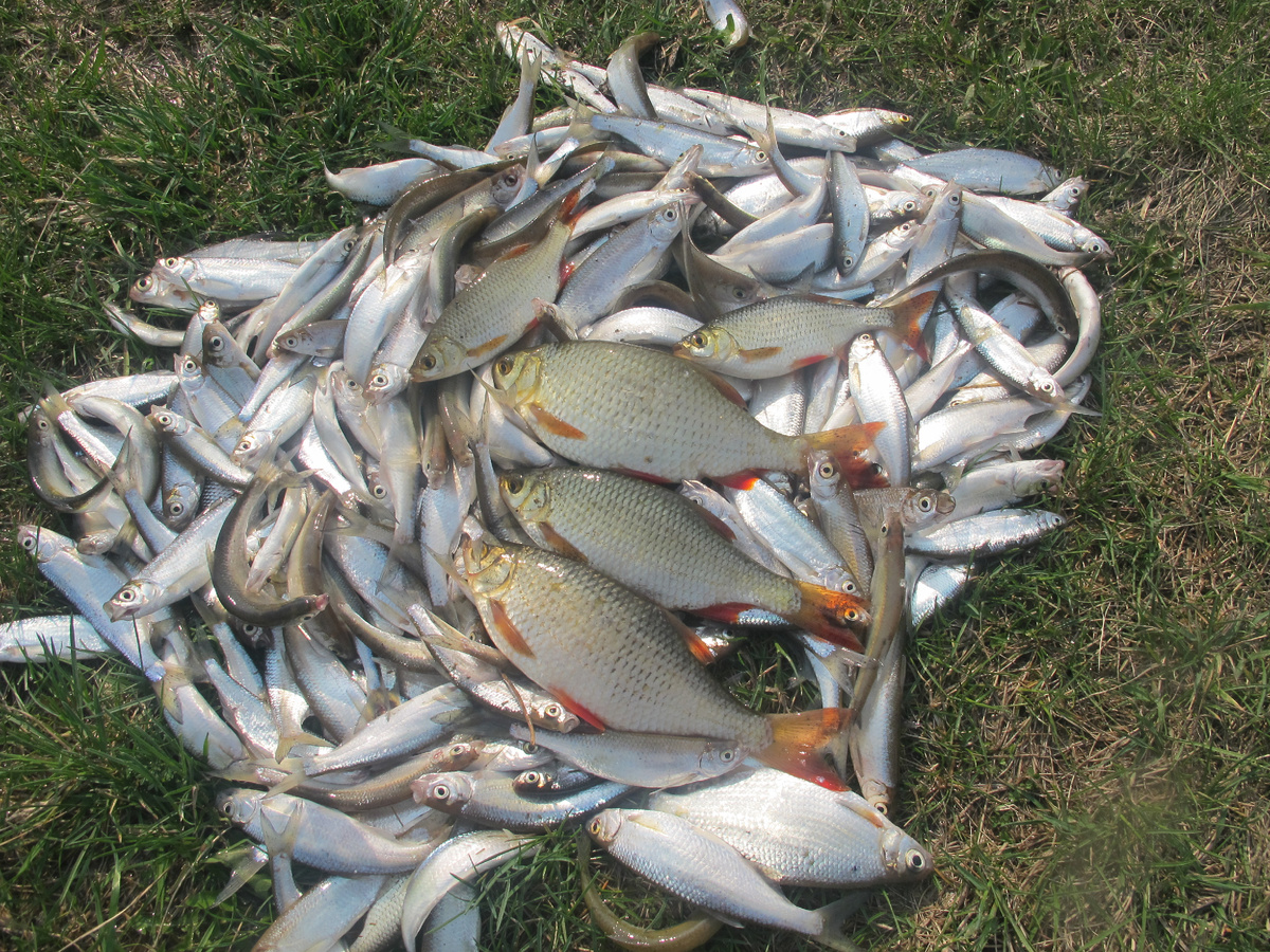 Поплавочная удочка. Улов.