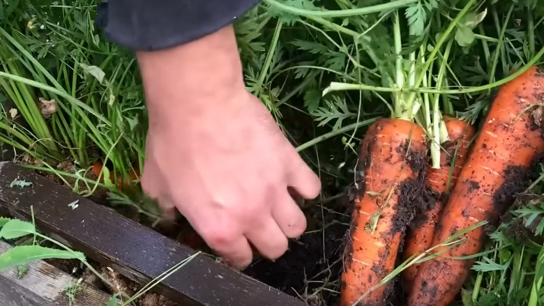 Результат нового подхода выращивания моркови