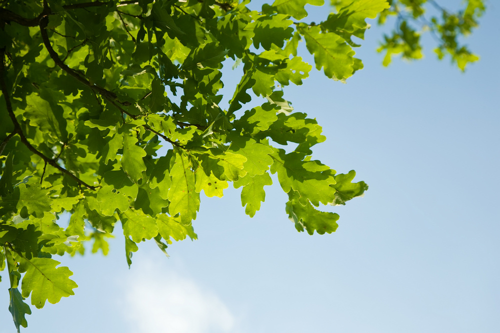    Closeup of green oak leaves, brightly backlit against sky Админ