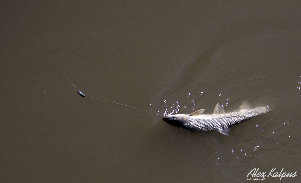 Чанари, это Алазанский усач Этот экземпляр на 3100 гр. Поймался на ... вареную колбасу )))