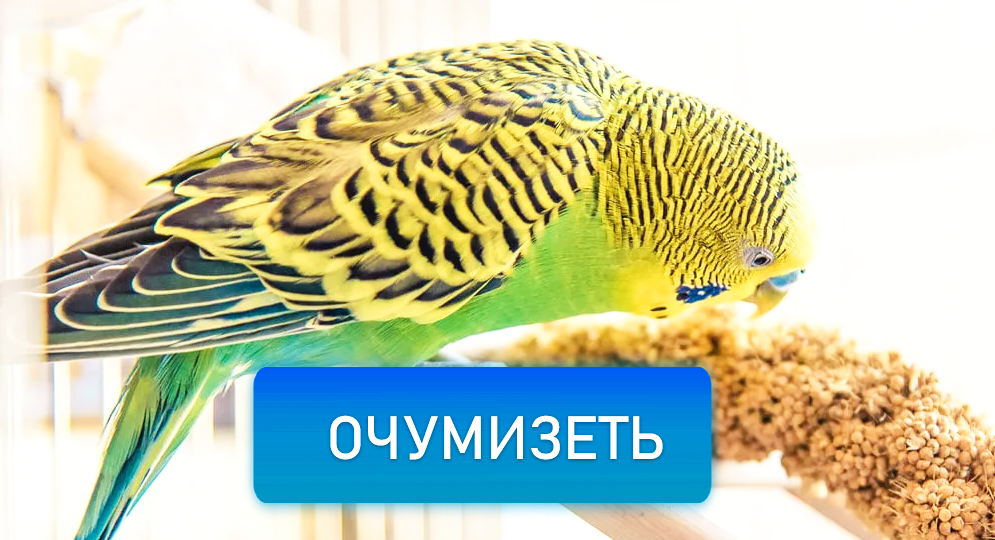 6 лайфхаков, которые облегчат жизнь владельцу попугая 🦜 Часть 2