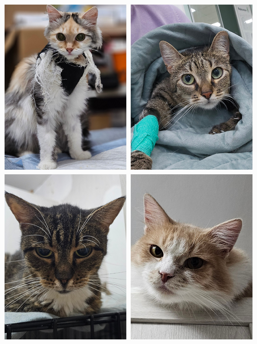 Фото автора. Заболевшие котики фипом.