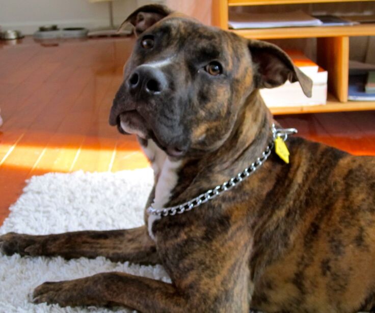 Пёс по кличке -Тигр