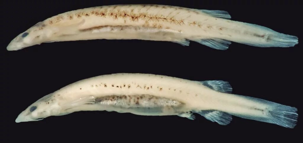 Сом-вампир Paracanthopoma vampyra выглядит, как и следует из его названия, поистине устрашающе.