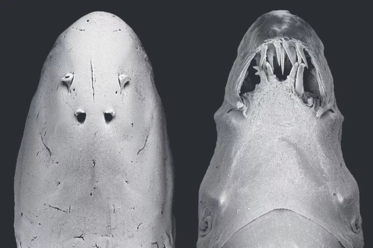 Зубы небольшого сома приспособились прокалывать чешую и сосать кровь.