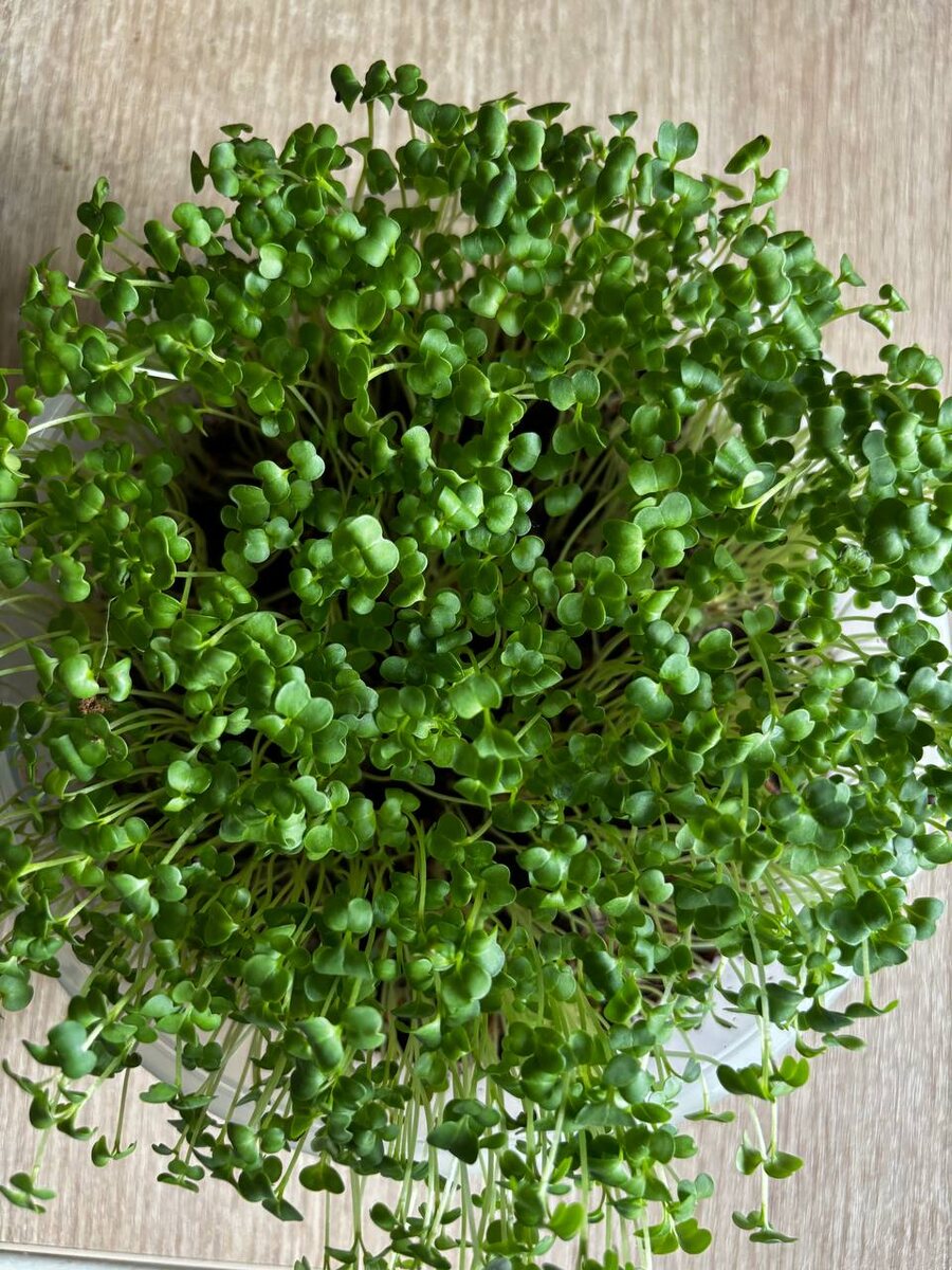 Микрозелень брокколи