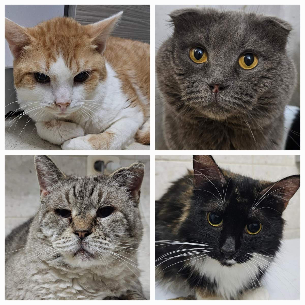 Фото автора. Хвостики заболевшие фипом.