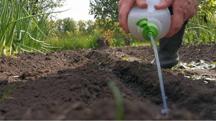 Так я сажаю морковь — быстро, аккуратно и без возни потом.