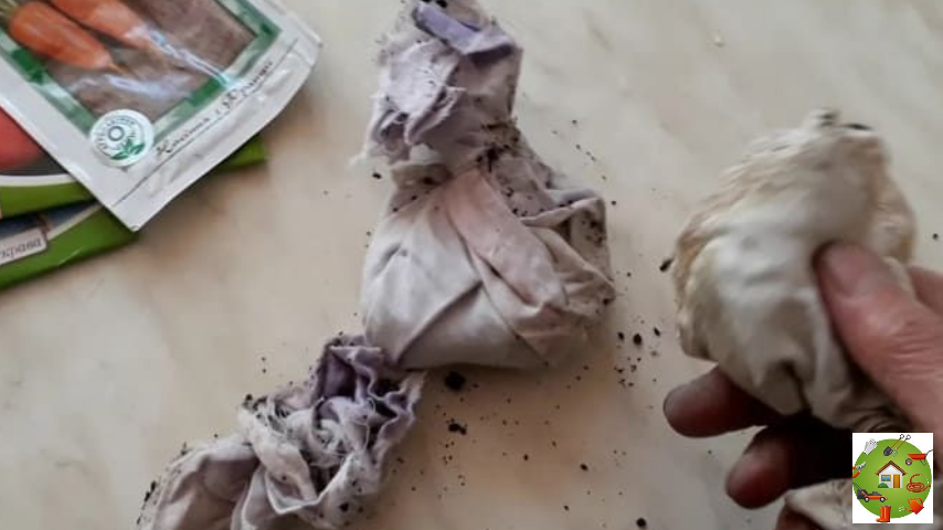 Семена «купаются» и становятся бодрее.