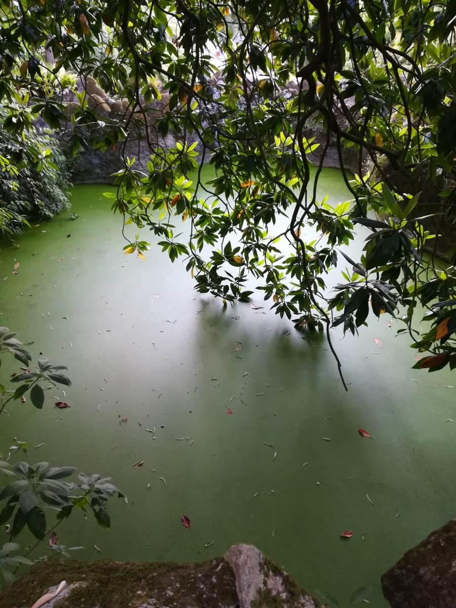 Затянулась бурой тиной... Не, очень яркой тиной. На солнце прям газон. Кашкайш.