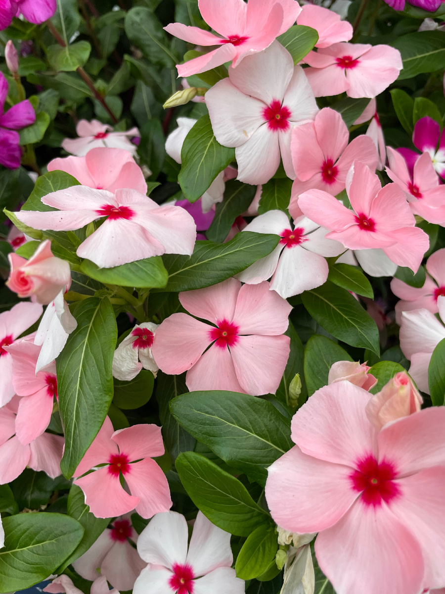 Катарантус, или цветок, который умеет радоваться за двоих