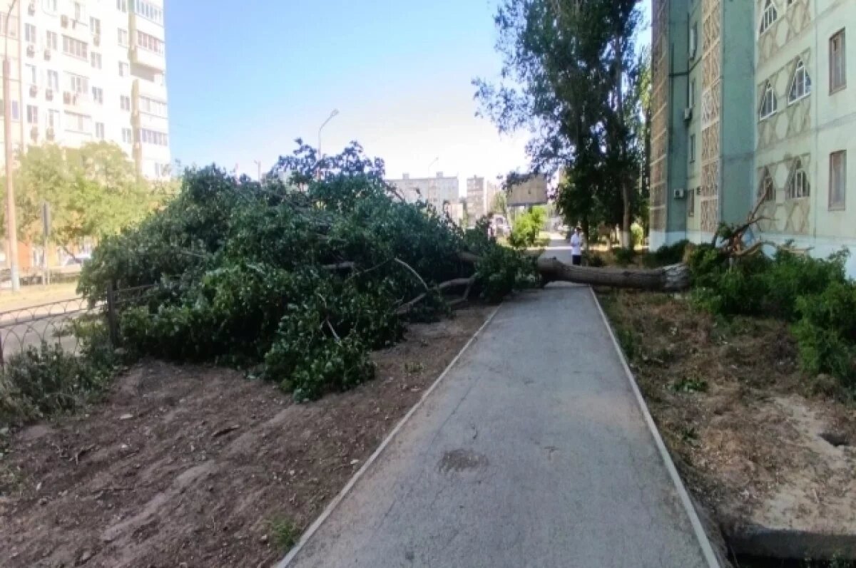    Спасатели Астрахани быстро расчистили дорогу от упавшего дерева