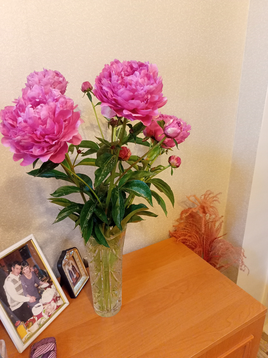 Пора цветения пионов.