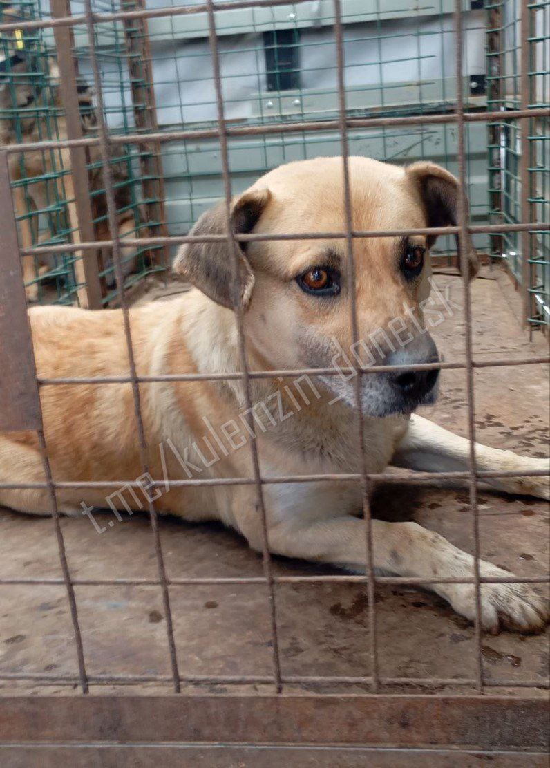 ТГ-канал Алексе Кулемзина