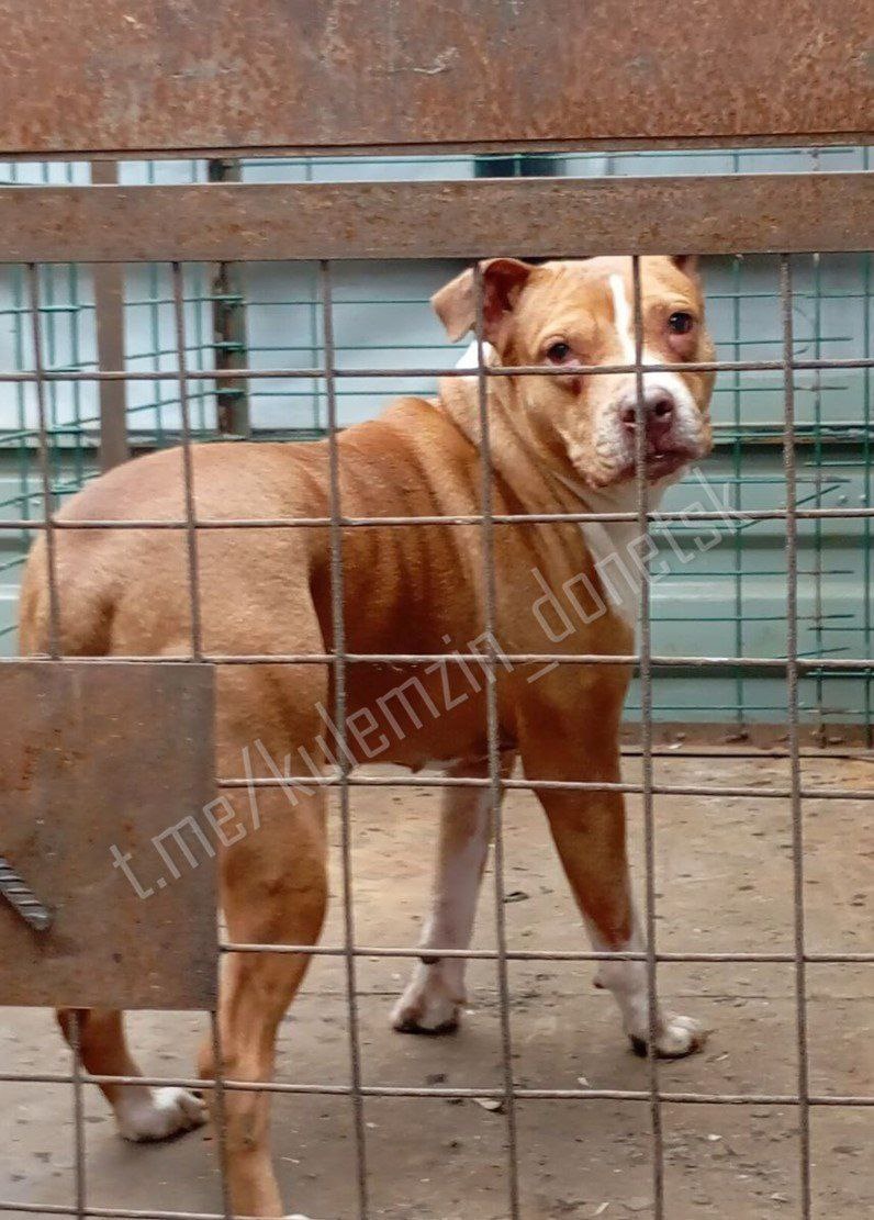 ТГ-канал Алексе Кулемзина