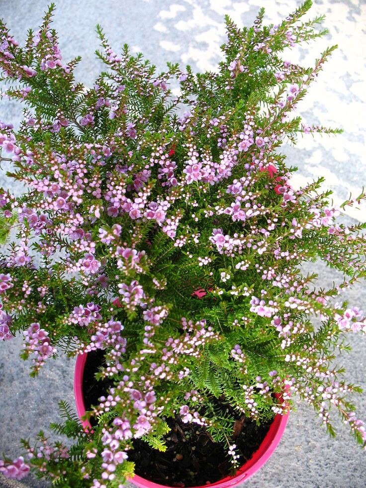 Фото из Интернета 