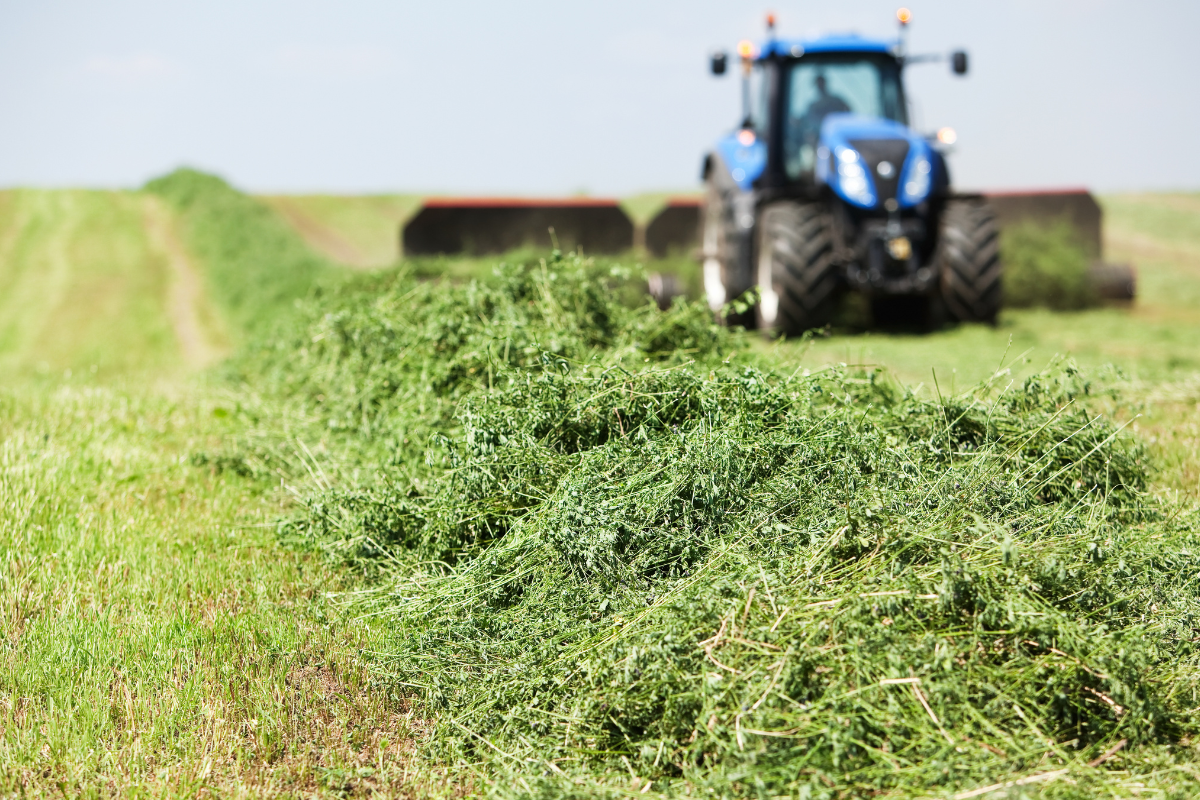 Бобовые покровные культуры — это растения, которые выращивают в сельском хозяйстве для улучшения почвы, а не для получения урожая