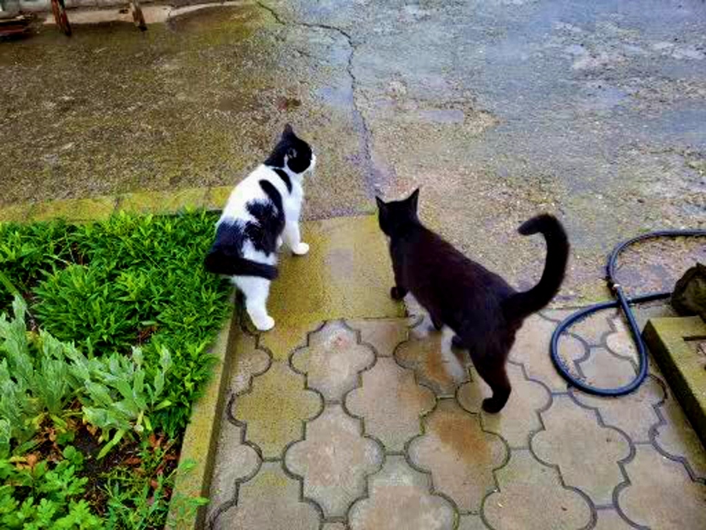 Черныш и Макс, Вместе весело гулять даже в дождь