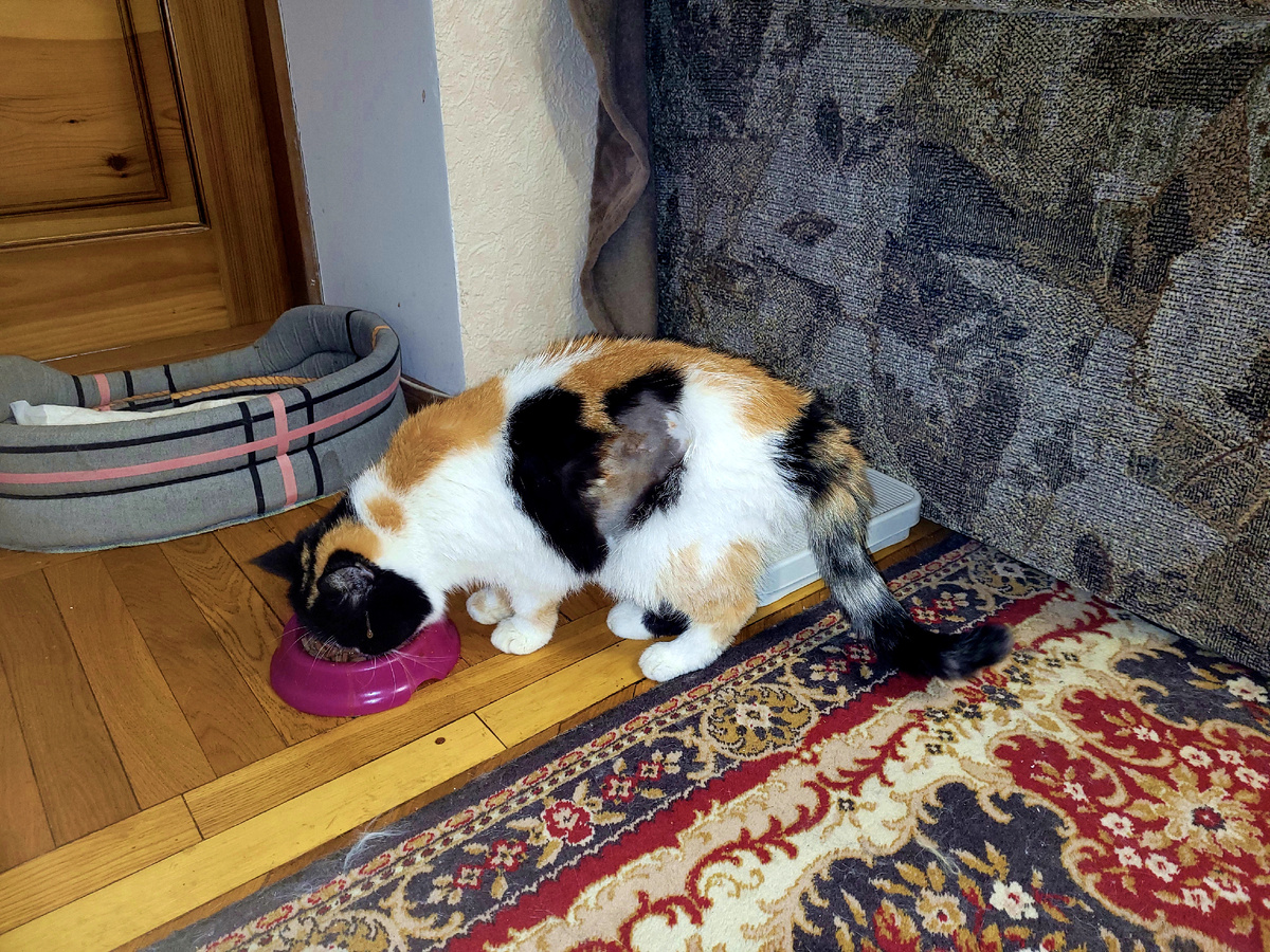 Наша трехцветка Масяня