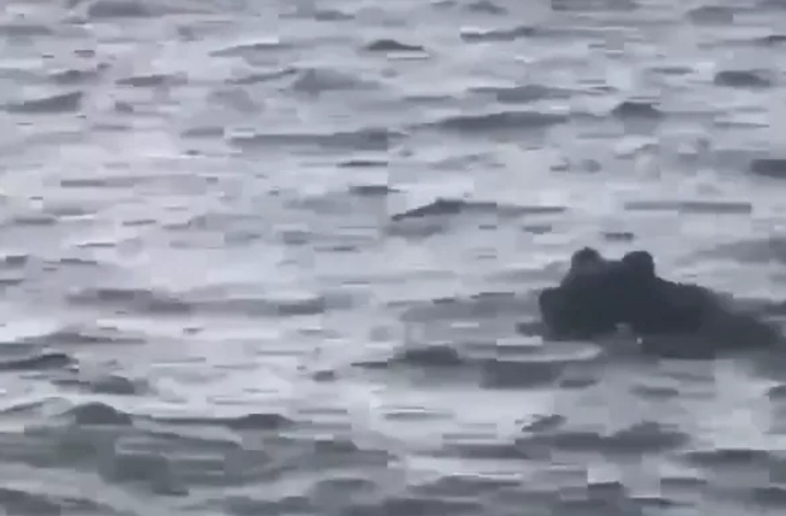 бурый медведь