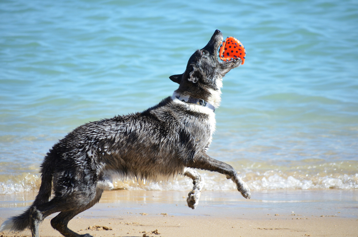Собаки тоже любят океан