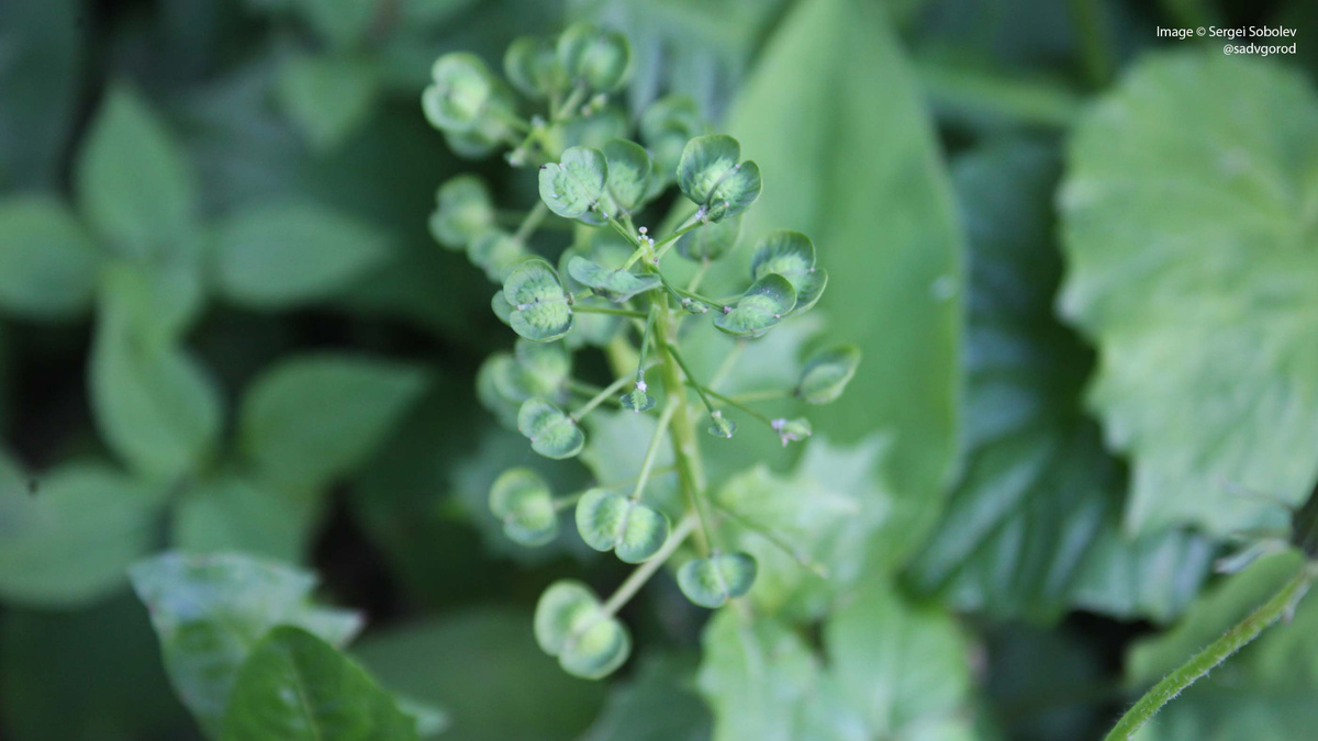 Созревающие семена Пахифрагмы крупнолистной (толстостенка, Pachyphagma macrophyllum).