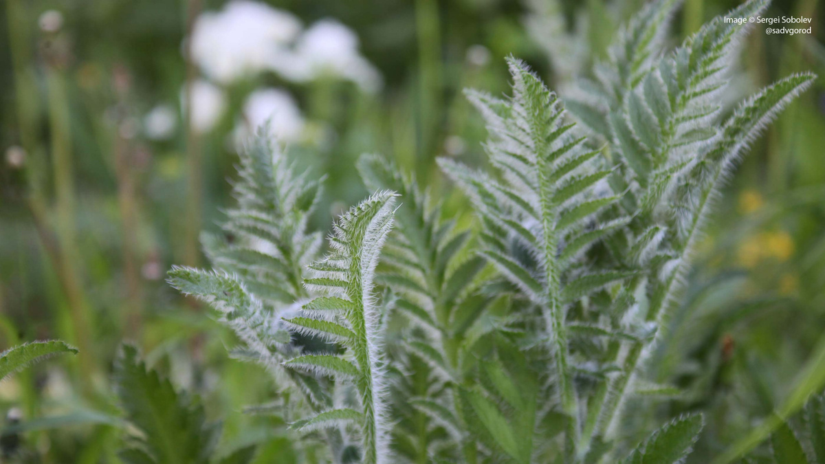 Мак восточный (Papaver orientale) 'Royal Wedding'.