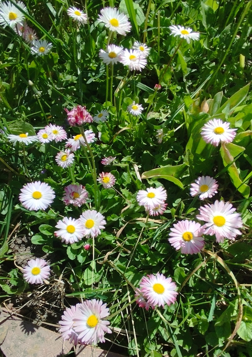 Маргаритки радуют глаз, фото автора