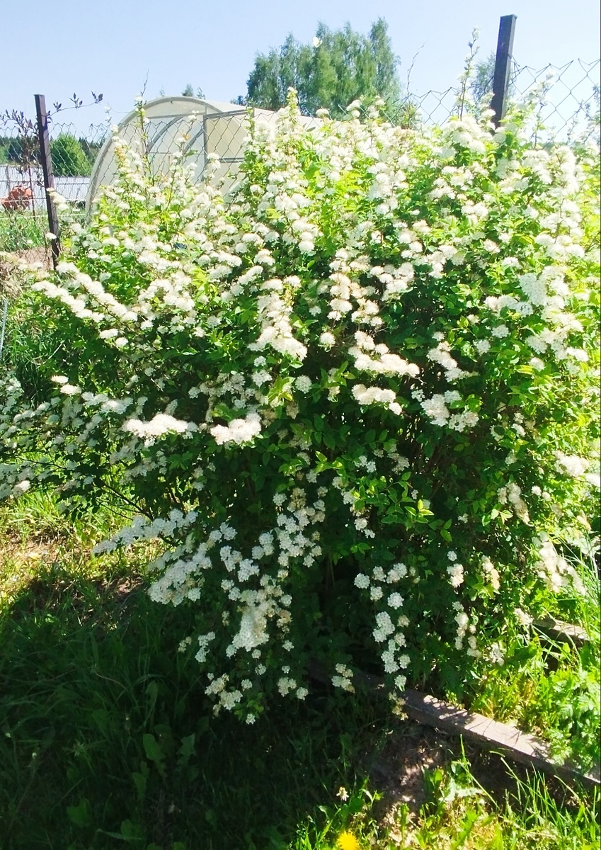 Красота деревенская, фото автора