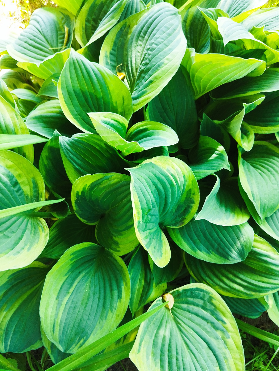 Какая-то из хост