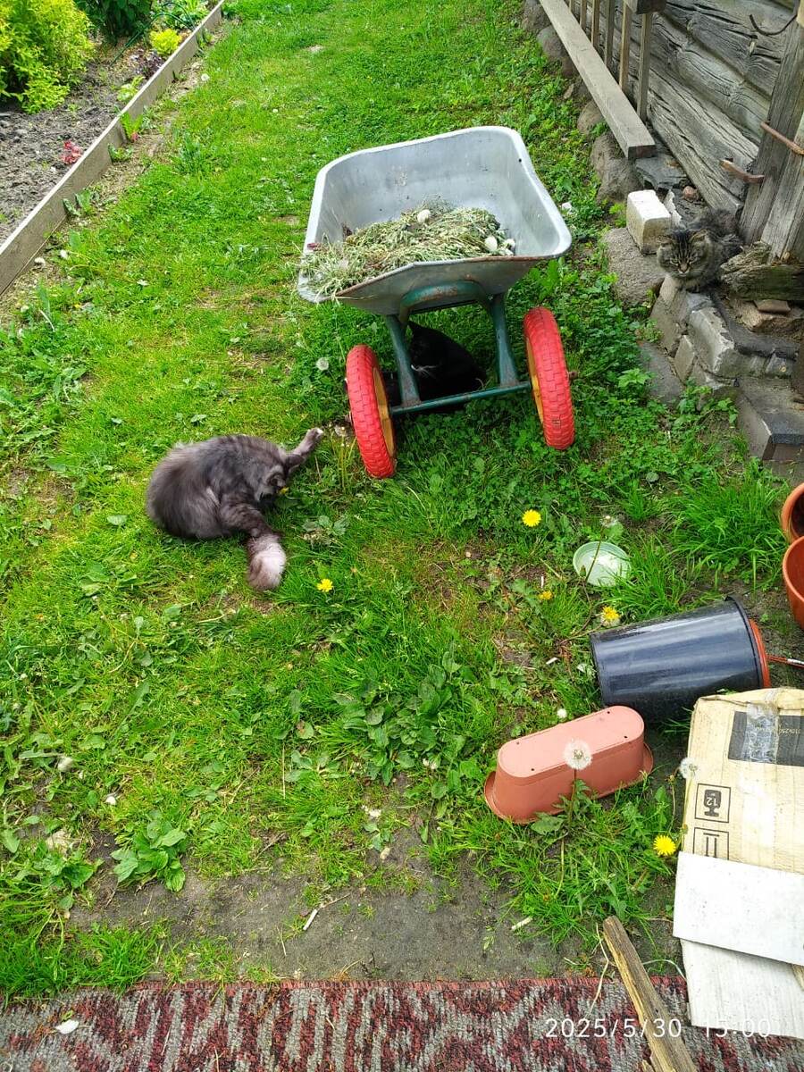 Макс и Мотя