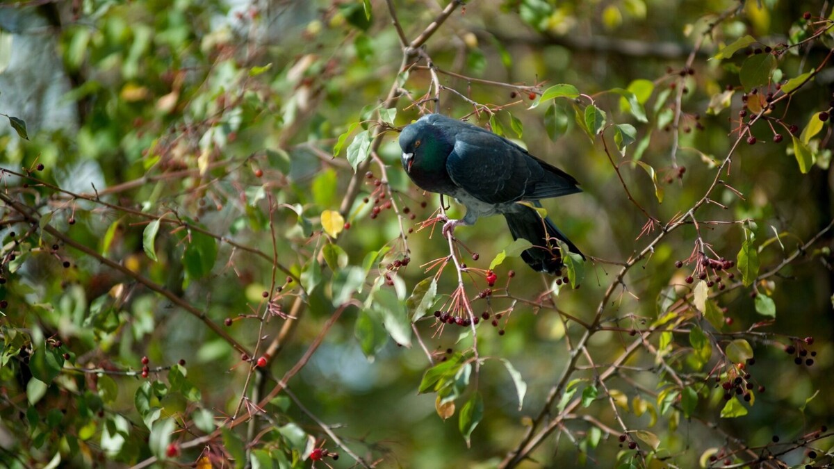     Источник: 1MI