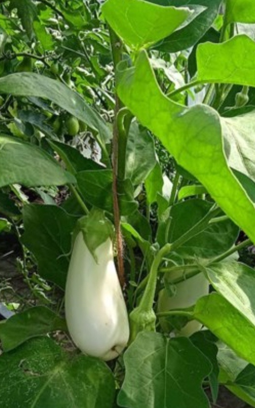 Баклажаны Бибо