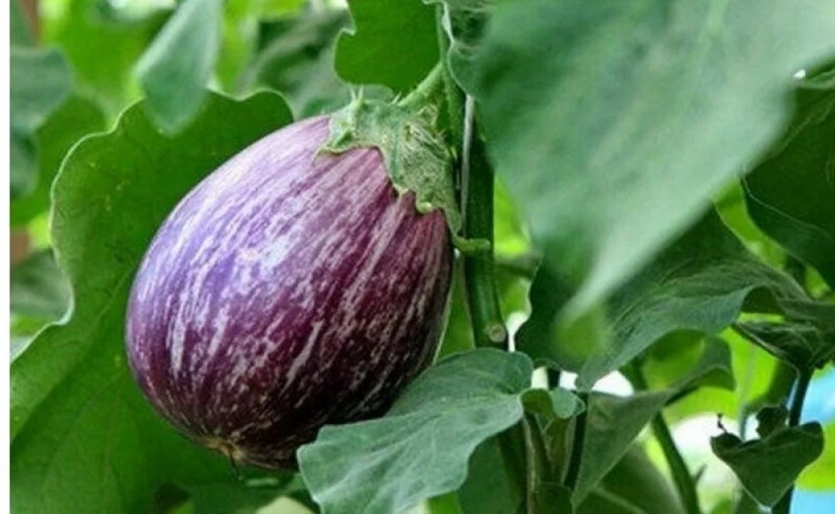 Баклажан Матросик