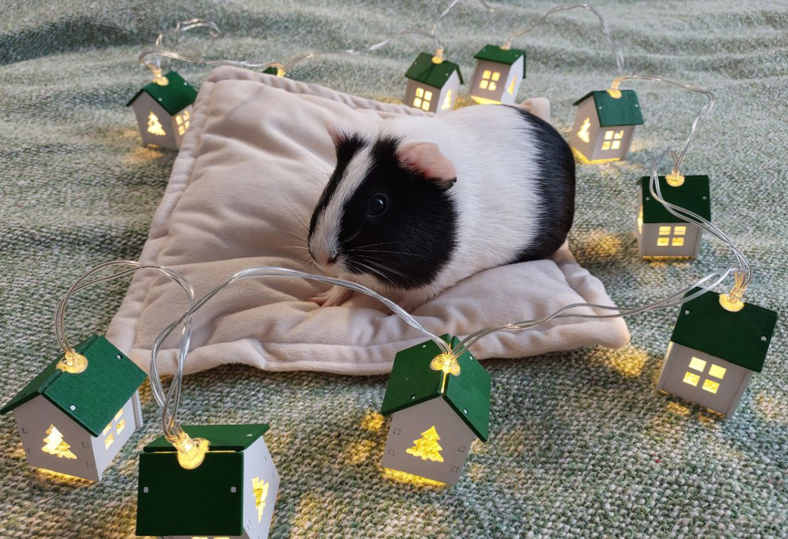 Это Уля и она живет с нами уже 3-й месяц.