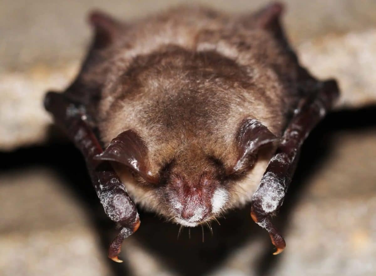    Летучая мышь с синдромом белого носа / © Sebastien J. Puechmaille