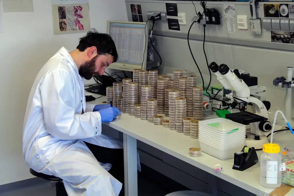    Исследователи изучили более 5400 образцов грибка P. destructans, чтобы подробнее разобраться в его природе и происхождении. Пробы собрали с помощью сотен добровольцев в 27 странах мира / © Serena Dool, Sebastien J. Puechmaille