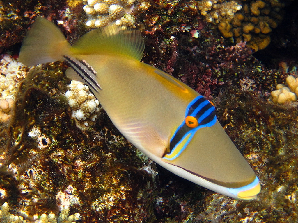 Спинороги Пикассо обитают на мелководье, любят тёплую воду и глубокие скальные расщелины, где можно спрятаться от крупных хищников.