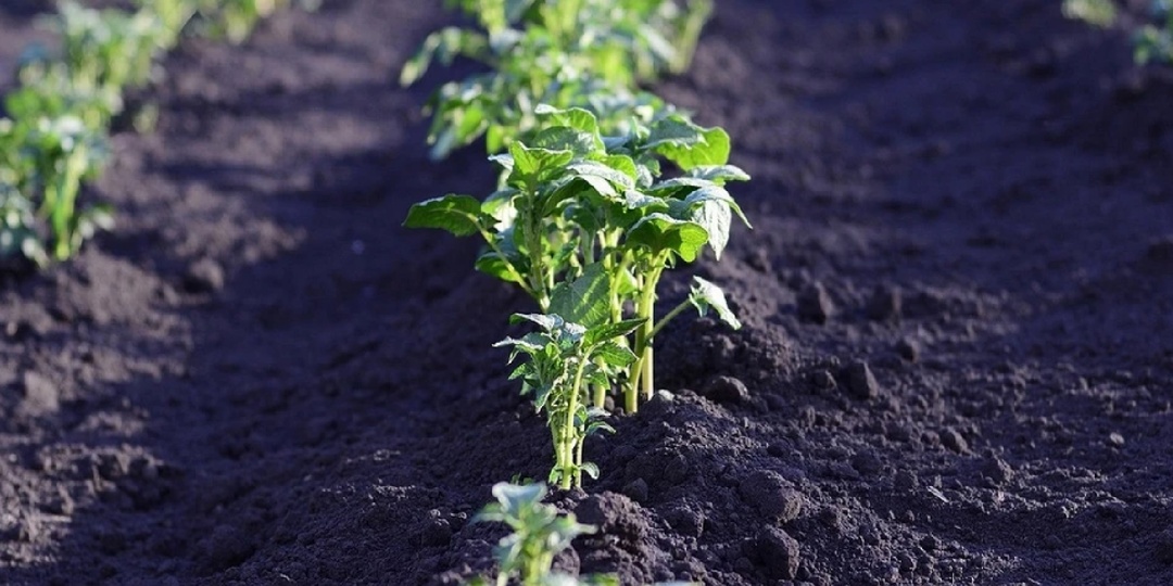 Картофель взошёл? Вот что нужно успеть сделать, чтобы собрать отличный урожай осенью!