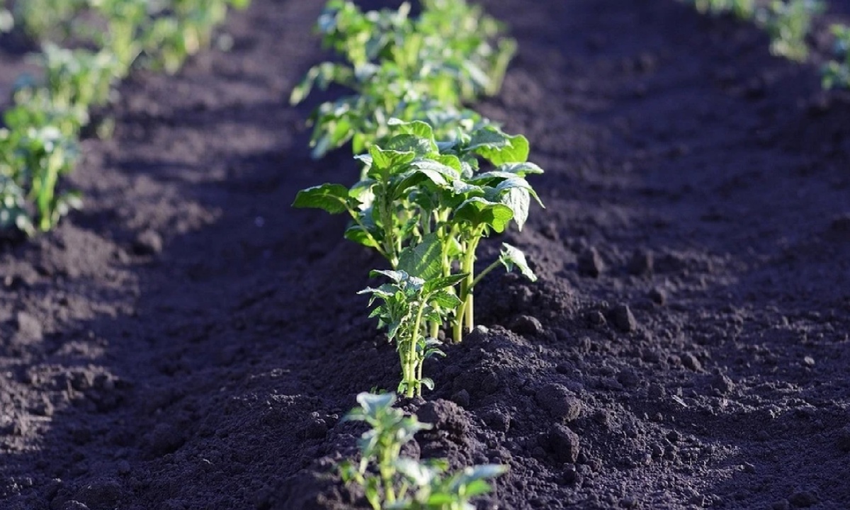 Ваш картофель взошёл? Вот что нужно успеть сделать, чтобы собрать отличный урожай осенью!