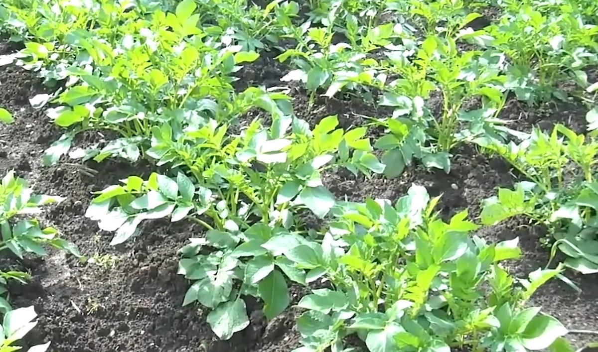 Окучивание - это одна из самых важных процедур, без которой сложно обойтись при выращивании картофеля. 