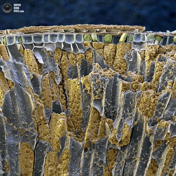 Зерно пшеницы